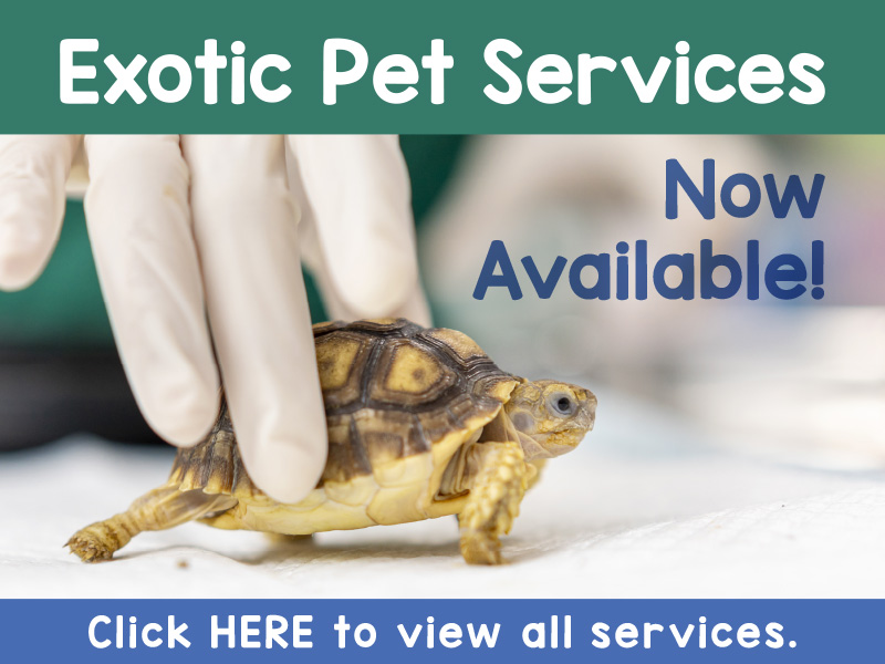 Town Center Veterinary Associates Services Exotic Pets