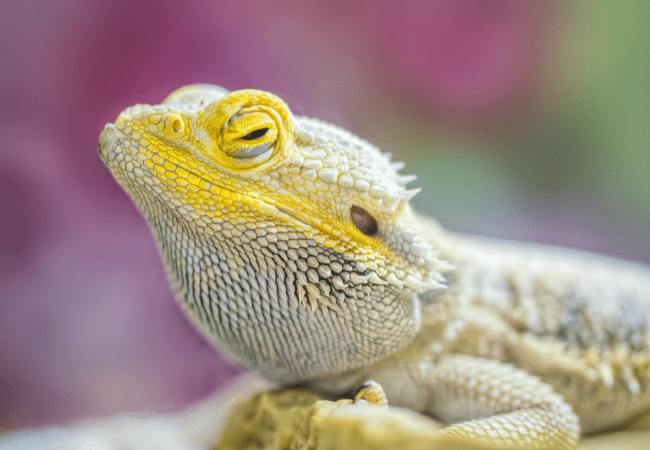 Bearded Dragon Husbandry and Preventative Healthcare - Stahl Exotic Animal  Veterinary Services